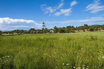 Finca Es Pla de Llodra: Es Pla de Llodrá im Frühjahr