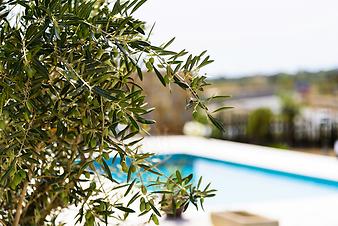 Finca Na Banya: Pflanze