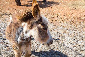 Finca Sa Gruta Vella: Eselbaby