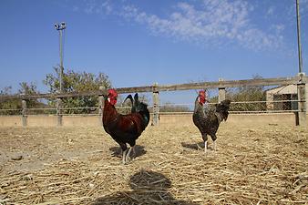 Finca Na Banya: Tiere auf der Finca