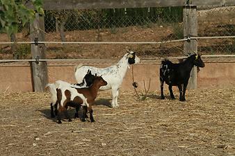 Finca Na Banya: Tiere auf der Finca