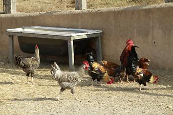 Finca Na Banya: Tiere auf der Finca