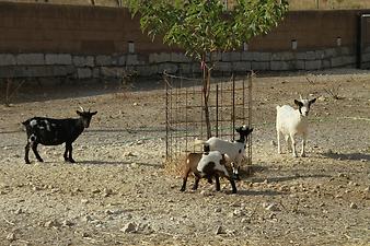 Finca Na Banya: Tiere auf der Finca