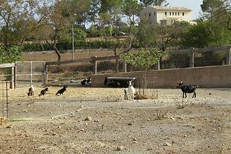 Finca Na Banya: Tiere auf der Finca