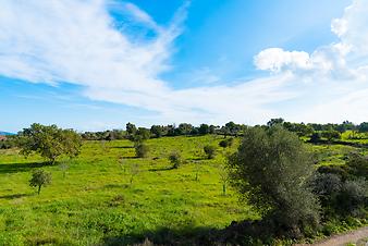 Finca Cas Padri Guillem: Ansicht der Finca