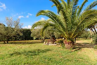 Finca Sa Creueta: Fiederpalmen im Garten