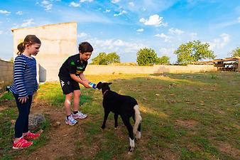 Finca Cas Padri Guillem: Lämmchen