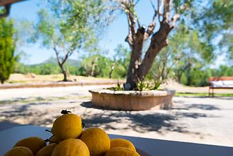 Finca Es Bellveret: Zitronen auf Es Bellveret