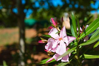 Finca Sa Cova Nova: Blumenpracht