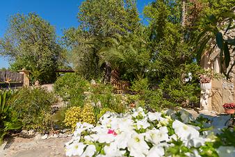 Finca Son Ramonet: Blumen am Teich