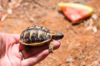 Finca Cas Padri Guillem: kleine Schildkröten