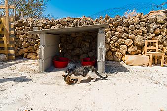 Finca Cas Padri Guillem: Katzen auf Cas Padri Guillem