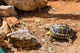 Finca Cas Padri Guillem: Schildkröten