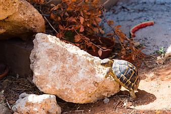 Finca Cas Padri Guillem: Schildkröten