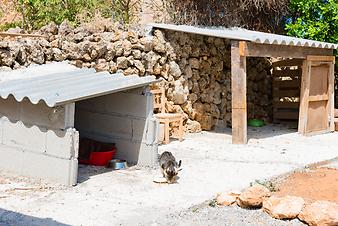 Finca Cas Padri Guillem: Katzen