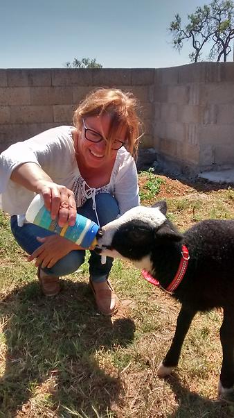 Finca Cas Padri Guillem: Cati füttert Lämmchen