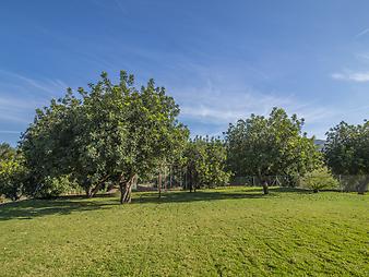 Finca Son Duri Petit: Garten der Finca