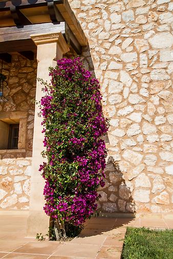 Finca Rotana: Bougainvillea