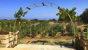 Finca Sa Gruta Vella: Der Gemüsegarten