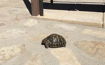 Finca Sa Gruta Vella: Schildkröte Lula