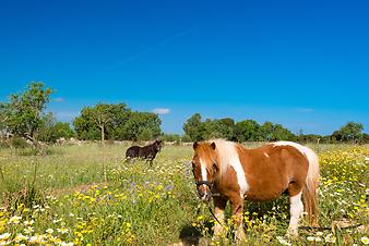 Finca Cas Padri Guillem: Pony