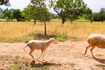 Finca Can Pere Rei: _DSC7609-cut.jpg