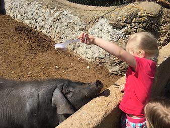 Finca Son Cifre Nou: Schweine