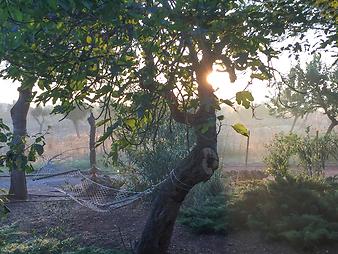 Finca Son Cifre Nou: Morgennebel