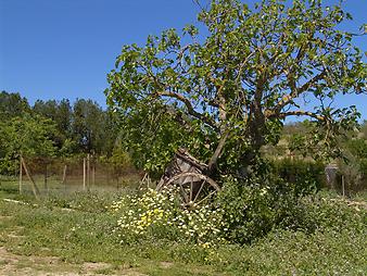 Finca S' Hort de sa Begura: Das Stillleben