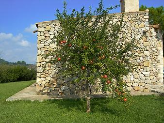 Finca S' Hort de sa Begura: Granatapfelbaum