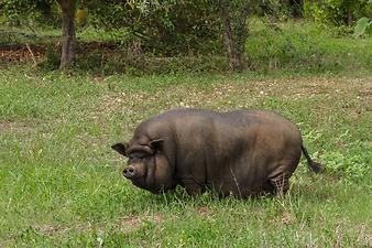 Finca Es Tarongers: Hängebauchschwein