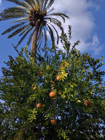 Finca Es Pla de Llodra: Bild18.jpg