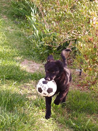 Finca S' Hort de sa Begura: Cispa, der Hund mit Ball.
