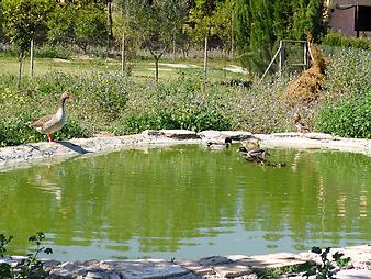 Finca S' Hort de sa Begura: Die Entenfamilie im Teich! Aus Sicherheitsgründen für die Kinder ist der Teich eingezäunt.