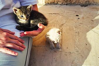 Finca S' Hort de sa Begura: Eine Handvoll Kätzchen