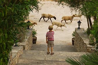 Finca Son Torrat: Theo mit den Schafen