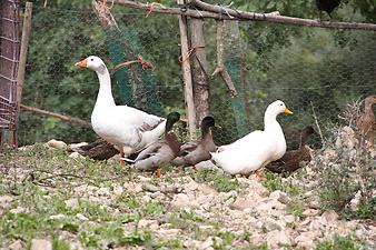 Finca Son Torrat: beim Landgang