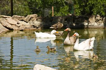 Finca Son Torrat: Die Gänsefamilie 