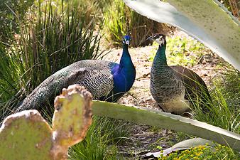 Finca Son Torrat: Das Pfauenpaar 