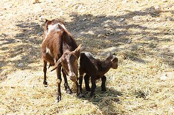 Finca Son Torrat: Ziegen Kitz