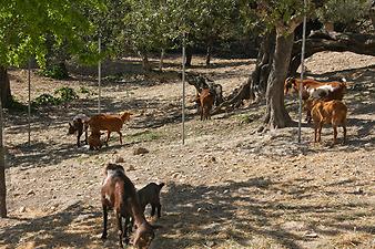 Finca Son Torrat: Ziegenherde 