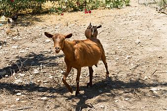 Finca Son Torrat: Ziegen auf der Finca