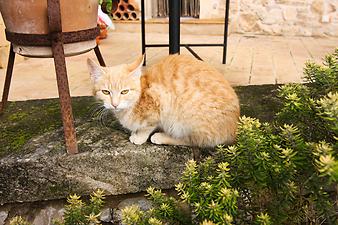 Finca Son Torrat: Katze auf der Finca