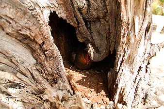 Finca Son Torrat: Der hohle Baum 