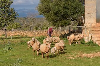 Finca S'Estador: Schafe S´Estador und Ses Cases