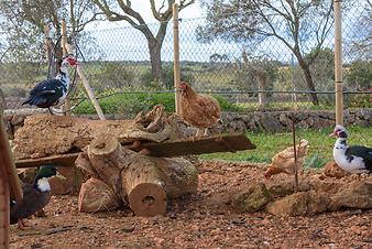 Finca S'Estador: S'Estador