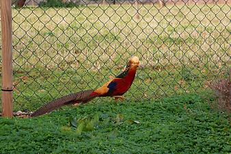 Finca S'Estador: Goldfasan