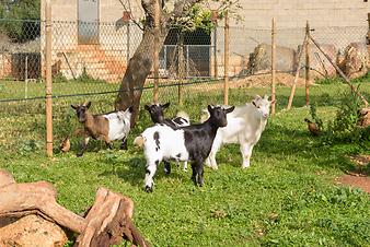 Finca S'Estador: Ziegen auf S´Estador und Ses Cases