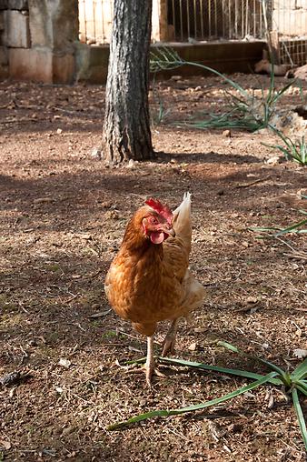 Finca S'Estador: Hühner