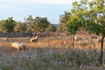 Finca S'Estador: Schafe S´Estador und Ses Cases